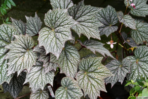 Begonia Sterling Moon     